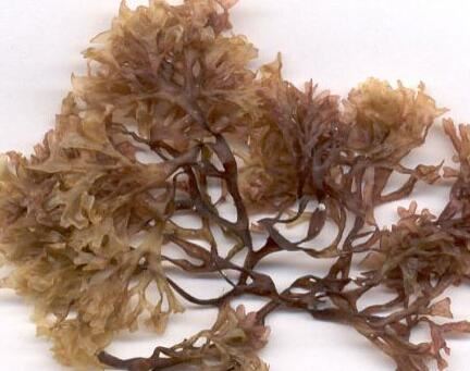 What is chondrus crispus used for What is chondrus crispus used for