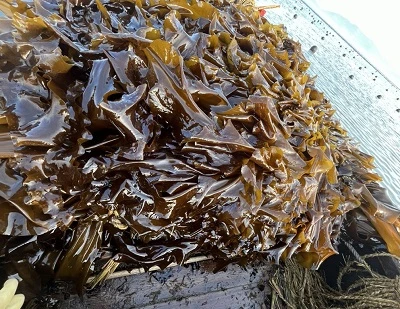 Kelp vs wodorosty: kluczowe różnice, korzyści, zastosowania i który z nich jest lepszy?