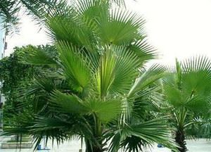 Co robi palmetto dla kobiety?