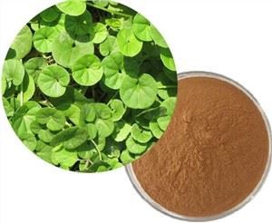 Centella Asiatica Ekstrakt z liści