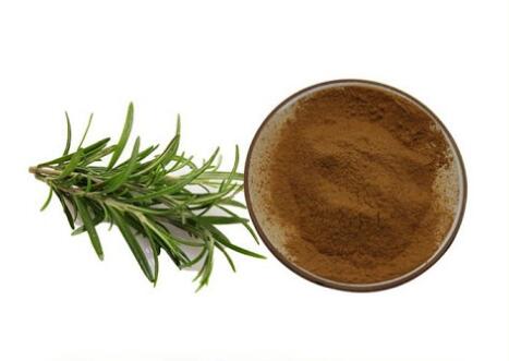 Ekstrakt z liści rozmarynu Rosmarinus Officinalis