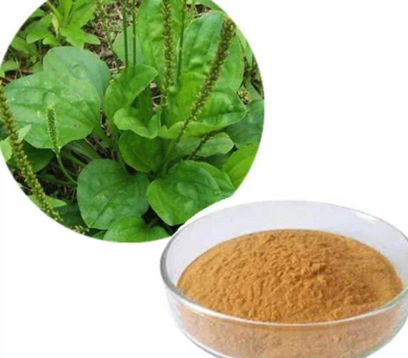 Ekstrakt z Plantago Asiatica